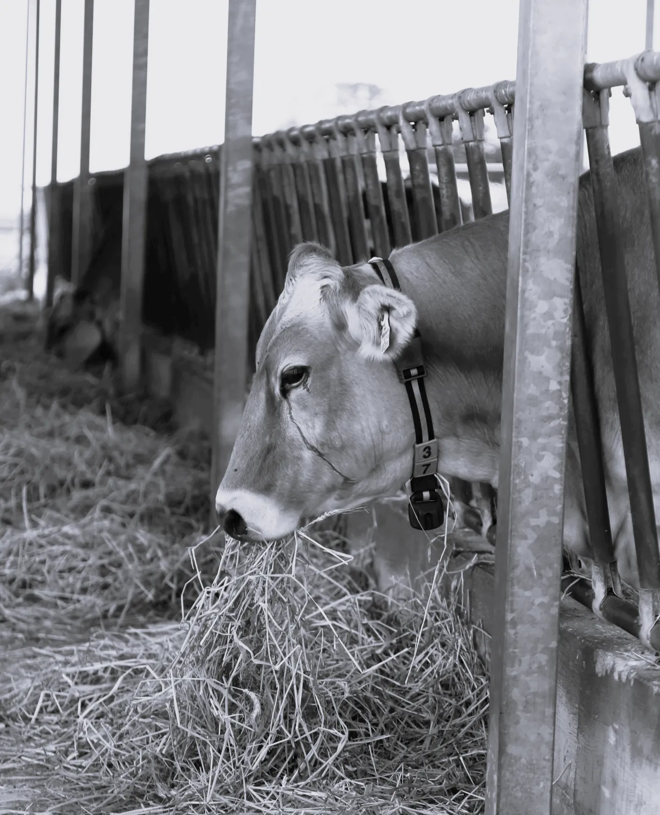 Azienda Agricola Alessandro Criscione foto 3