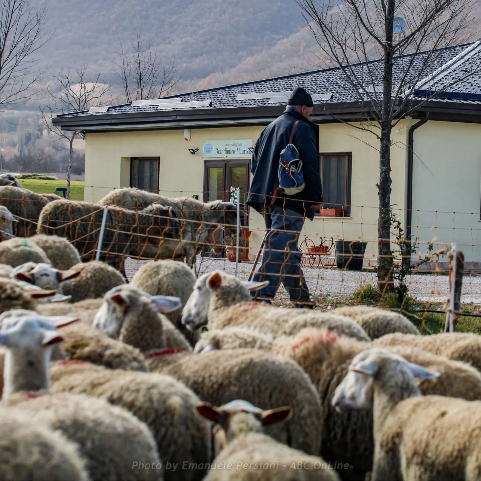 Il gregge di pecore dell'Azienda Agricola Brandimarte Maurizio