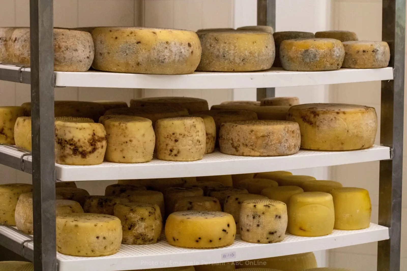 Pecorini di Norcia in stagionatura dall'Azienda Agricola Brandimarte