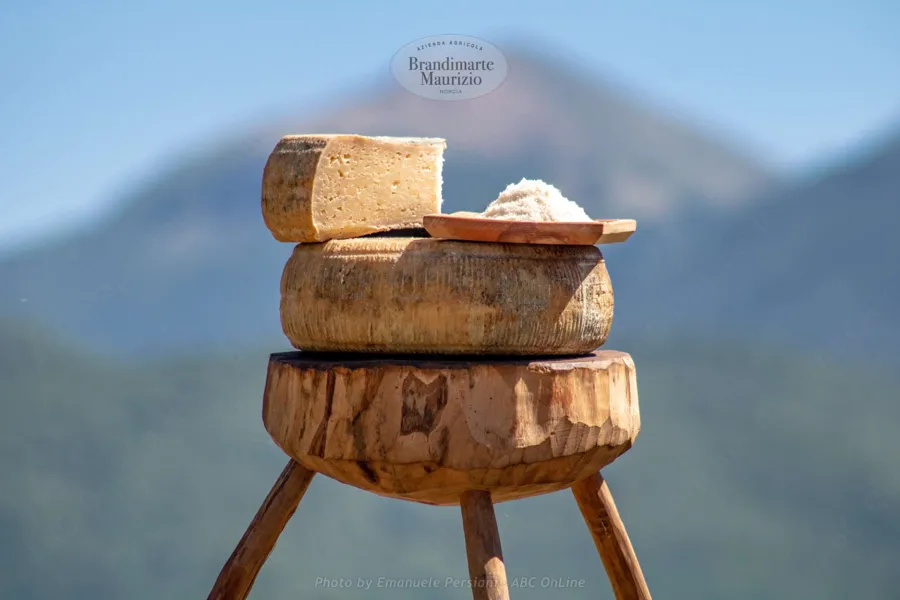 Formaggio pecorino il gigante – foto del produttore