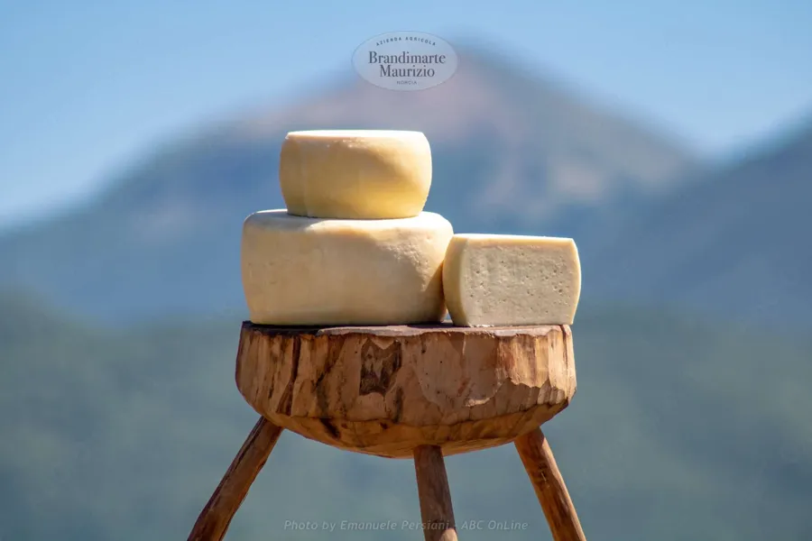 Formaggio pecorino primosale – foto del produttore