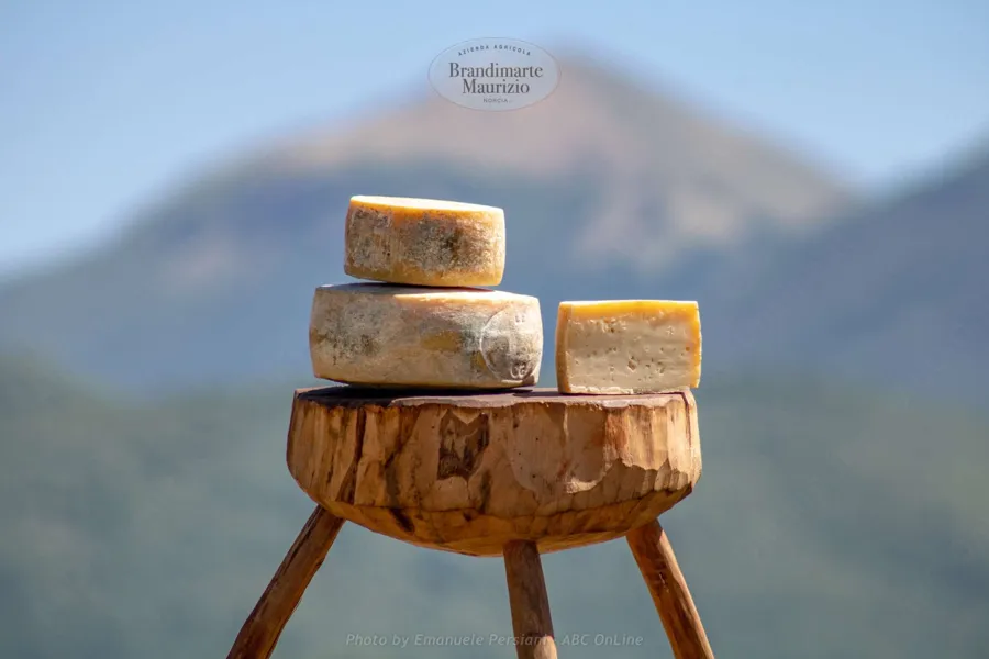 Pecorino di Norcia semistagionato – foto del produttore