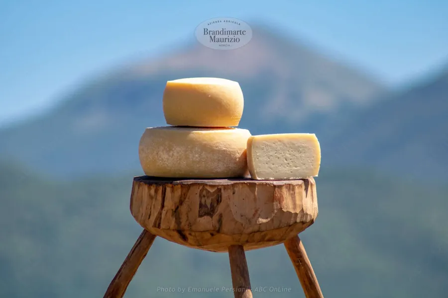 Pecorino fresco di Norcia – foto del produttore