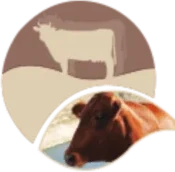 Logo Azienda Agricola Mangiapane