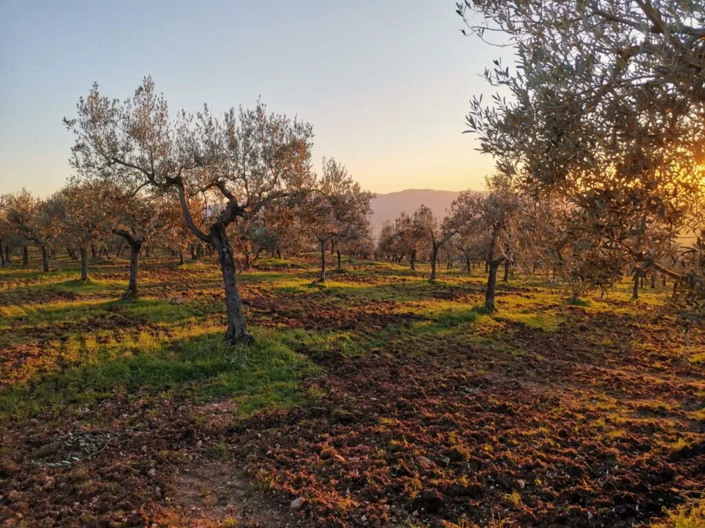 Azienda Medei foto 2