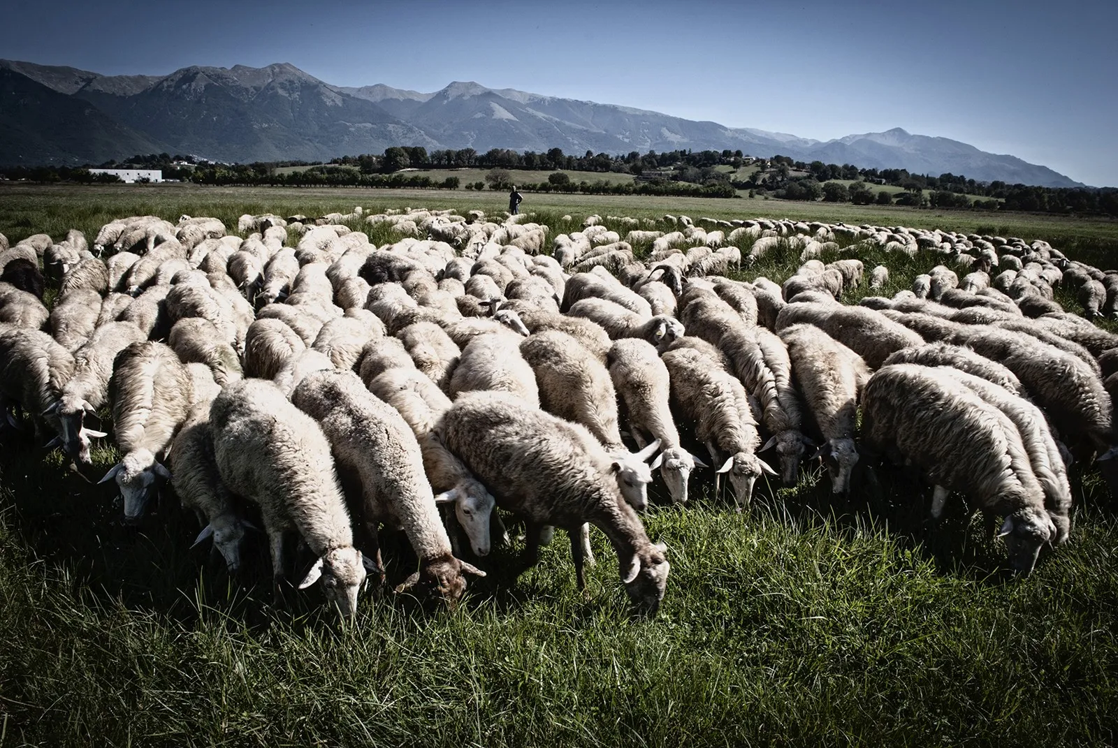 Il gregge di pecore dell'Azienda Agricola Pacitti al pascolo