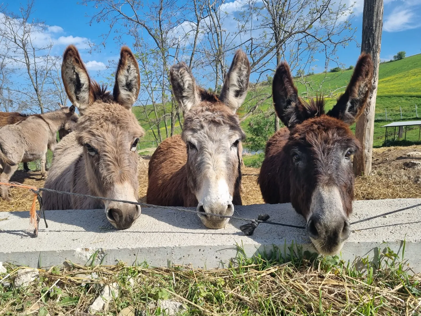 Casearia San Panfilo – foto 3 dal sito ufficiale