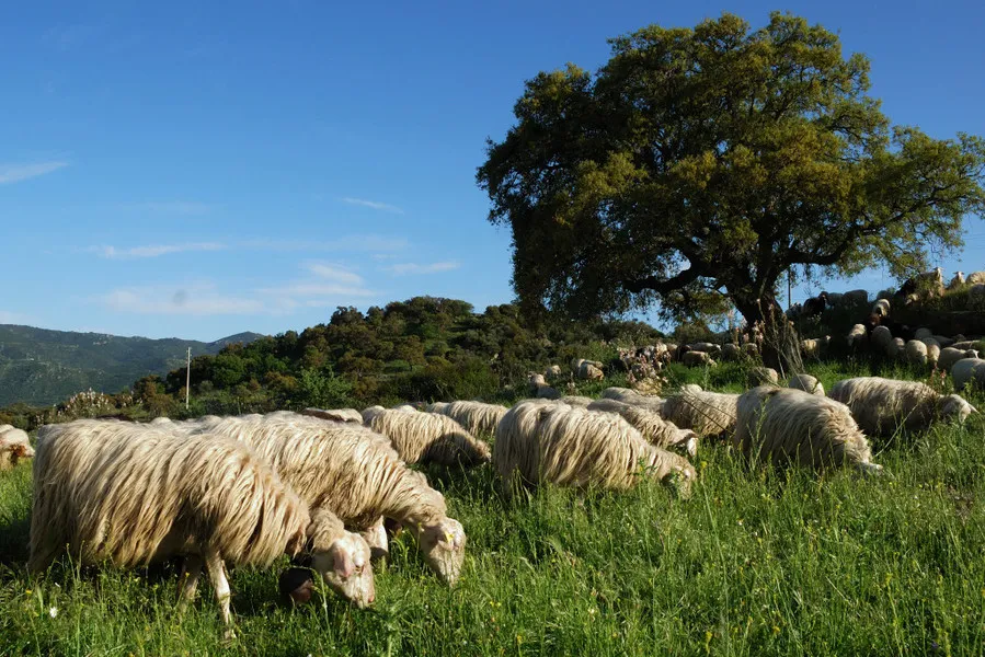 Pecore di razza sarda di Erkiles al pascolo