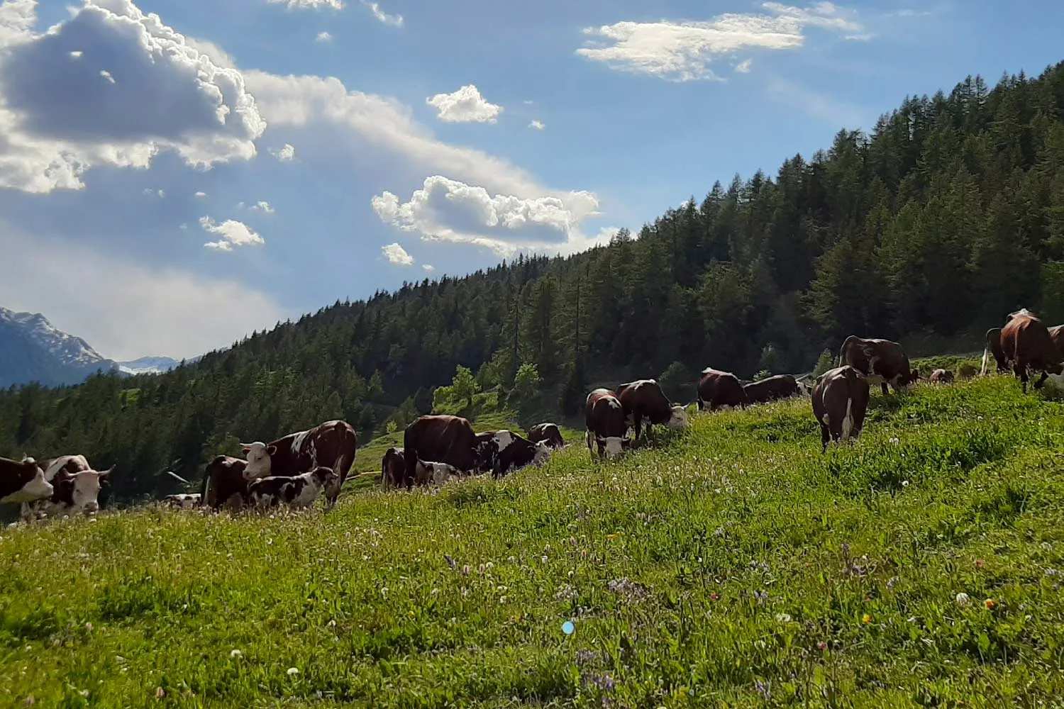 Frères Diemoz – foto 4 dal sito ufficiale