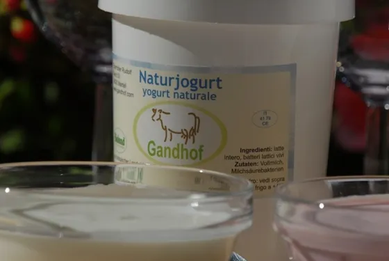 Yogurt – foto del produttore