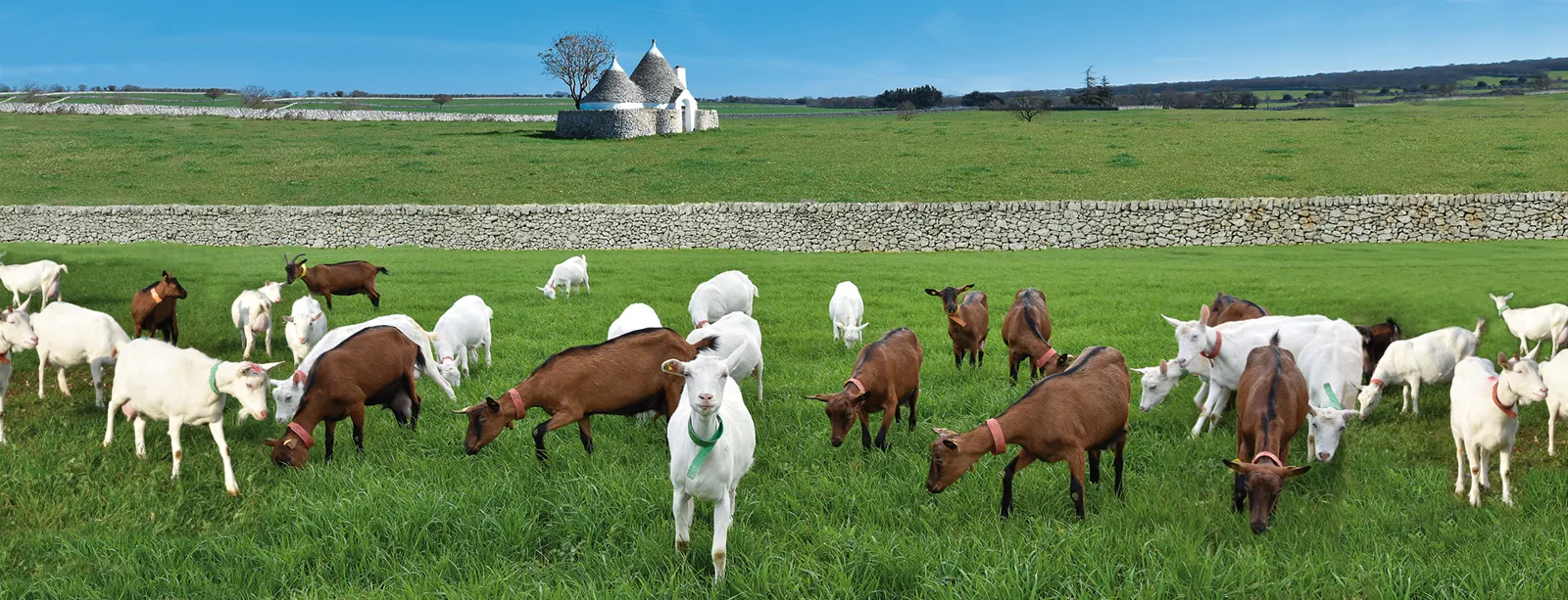 Il Carro – Masseria di Puglia foto 3