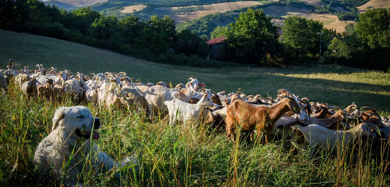 Il Parco delle Bontà Caggiano-Summo foto 1