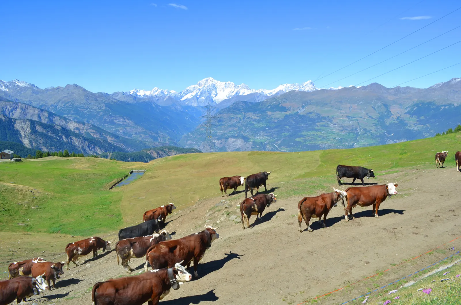 La mandria de La Borettaz in alpeggio
