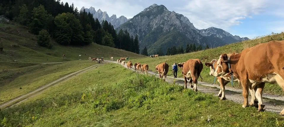 Malga Glazzat – foto 1 dal sito ufficiale