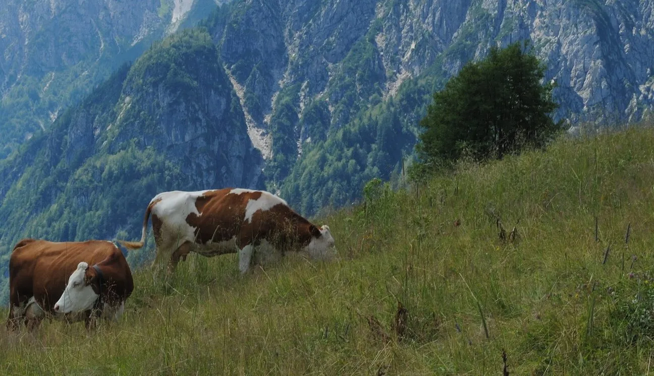 Malga Glazzat – foto 2 dal sito ufficiale