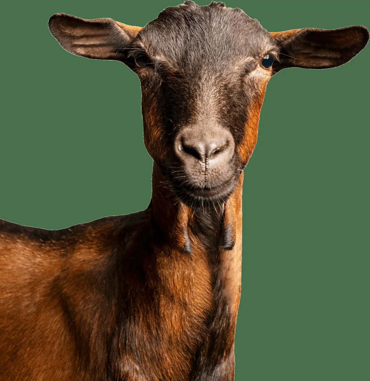 Società Agricola Mont Blanc – foto 1 dal sito ufficiale