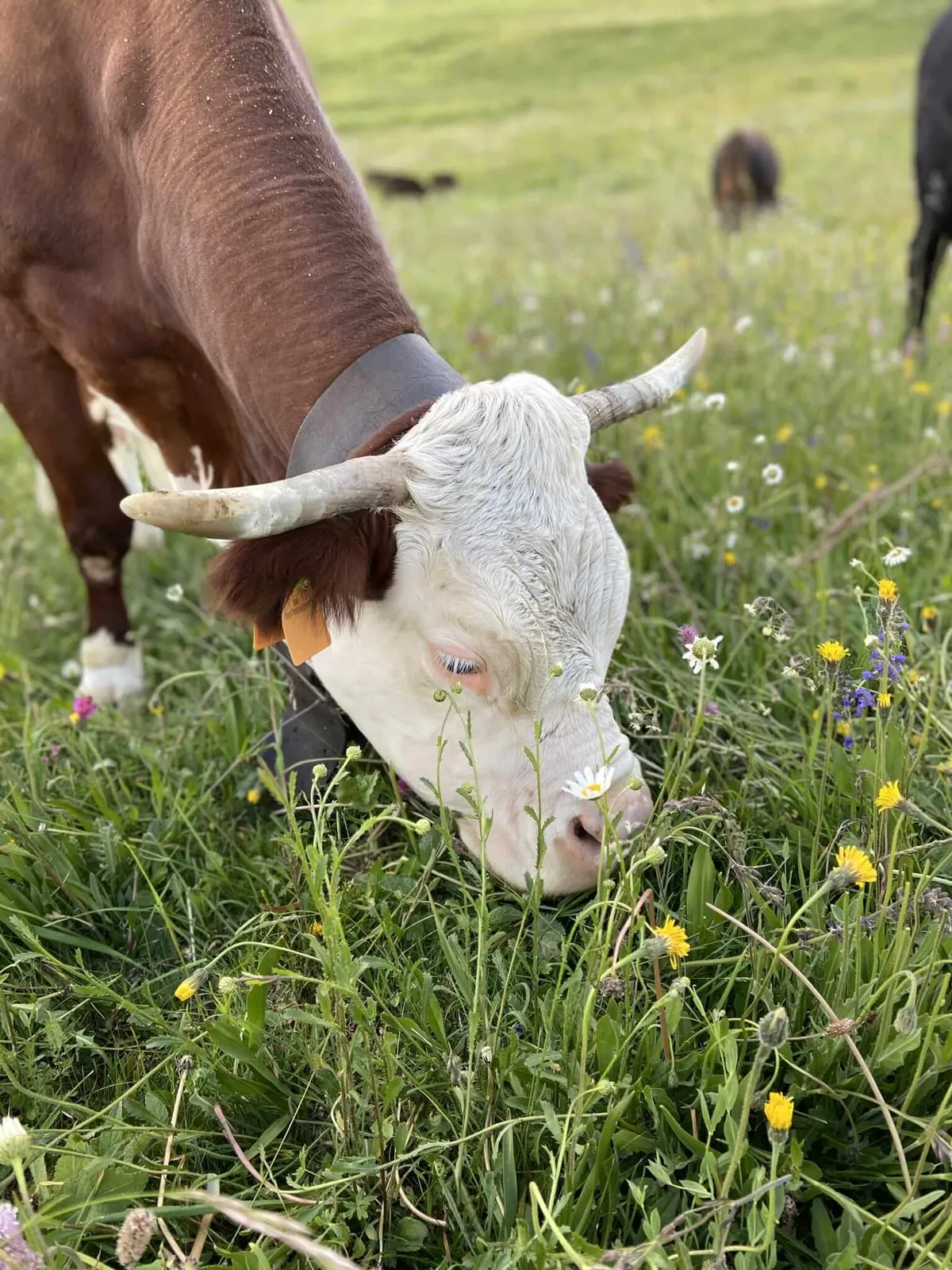 Bovina di razza valdostana di The Quendoz al pascolo