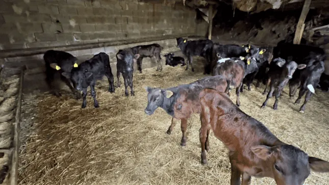 Zootecnica Polizzi – foto 1 dal sito ufficiale