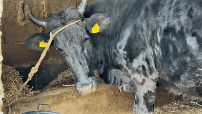 Zootecnica Polizzi – foto 4 dal sito ufficiale