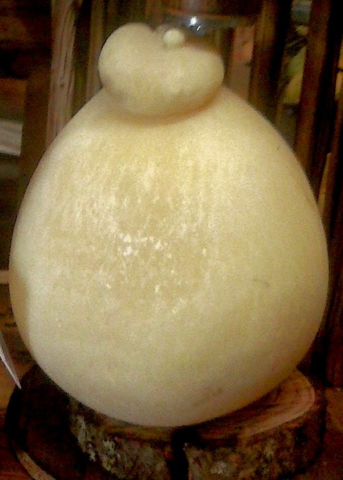 Forma intera di Caciocavallo di Castelfranco a sfera con testina