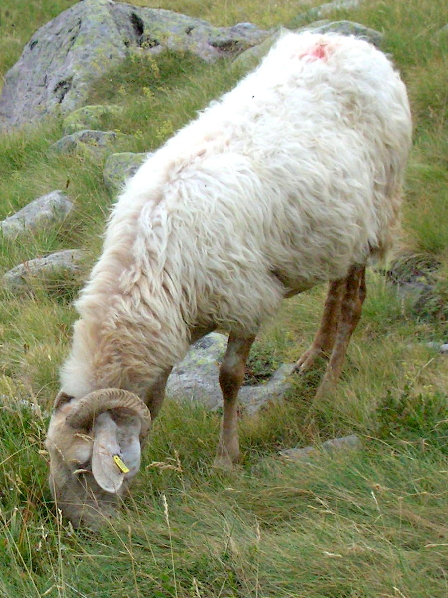 Pecora di razza brigasca al pascolo in montagna