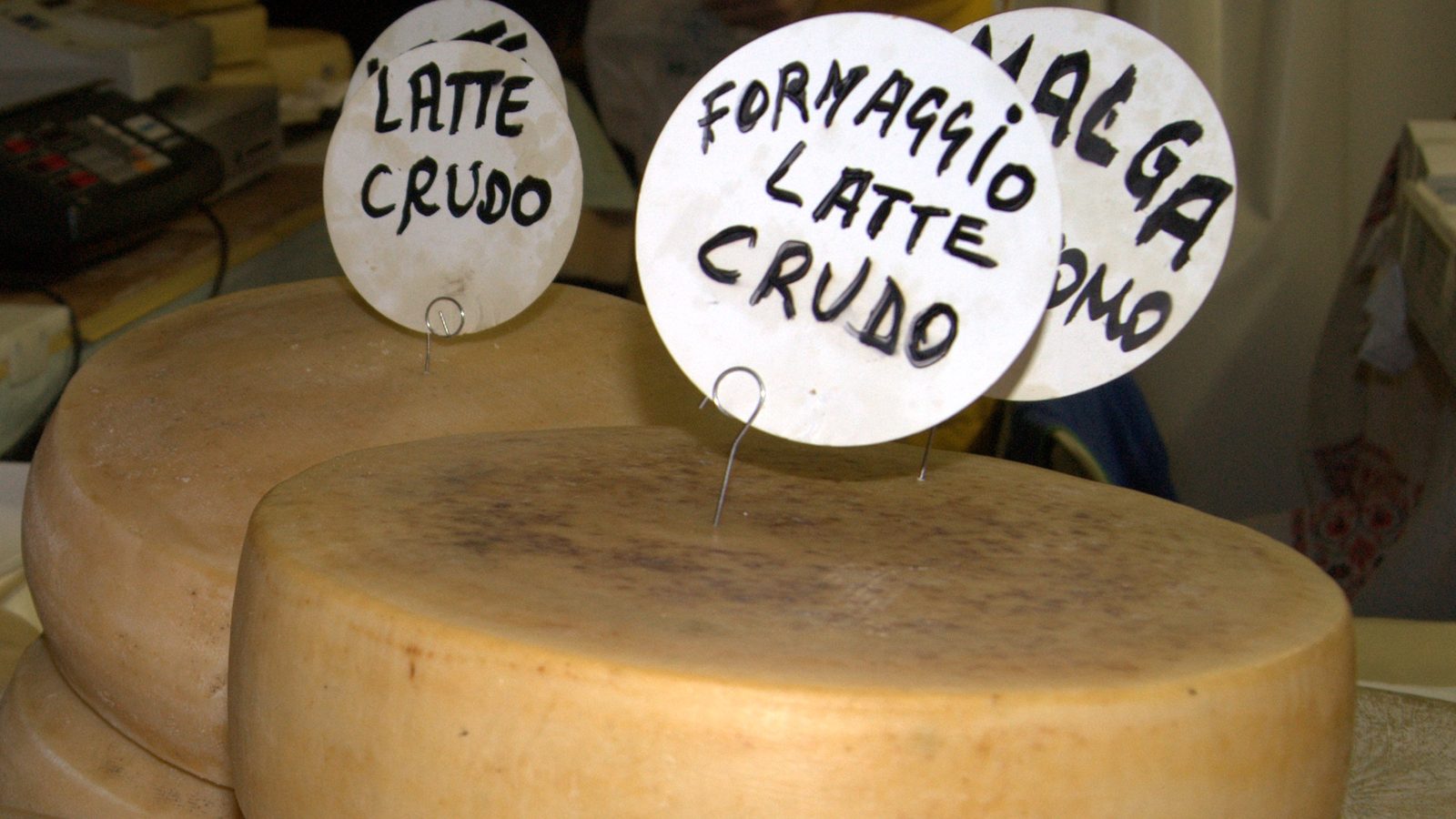 Forme di formaggio di malga friulana a latte crudo esposte su un banco