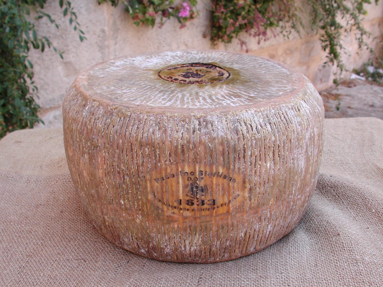 Forma intera di Pecorino Siciliano DOP con il disegno del canestro di giunco impresso sulla crosta