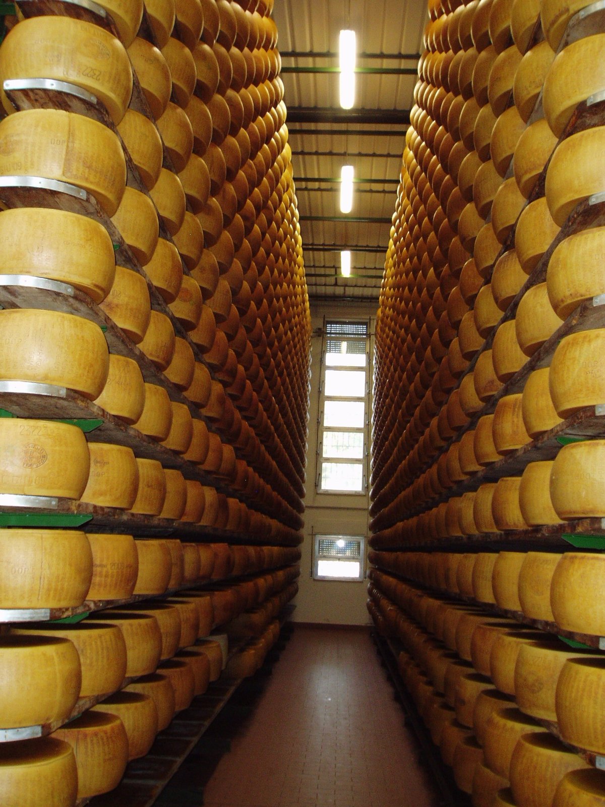 Forme di Parmigiano Reggiano in stagionatura sulle scalere di legno
